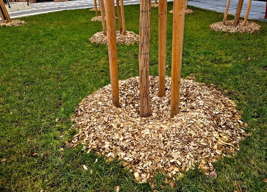 Zdjęcie przedstawiające użyte zrębki firmy ecoTREE jako element dekoracyjny poprzez rozsypanie zrębki wokół zasadzonego drzewa w parku.